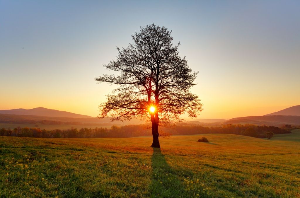 Foto: Shutterstock
