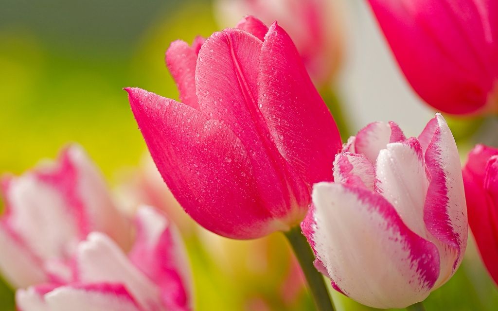 tulipan, cvijet