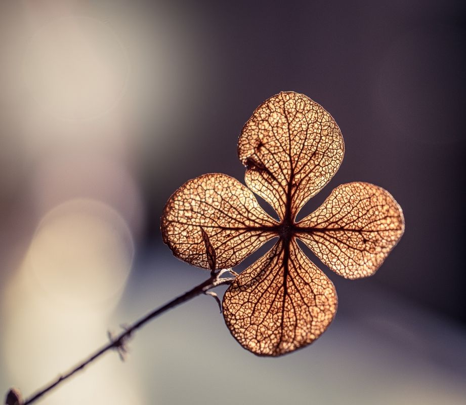 Foto: Rosie Kerr/Unsplash