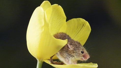 brown rodent on yellow flower