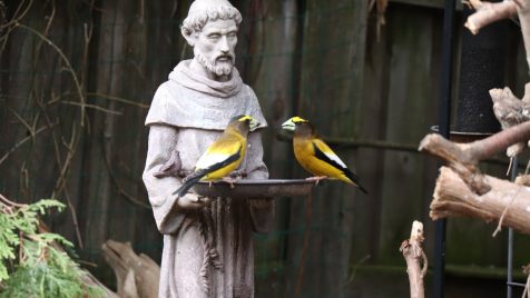 yellow and gray bird on gray concrete statue